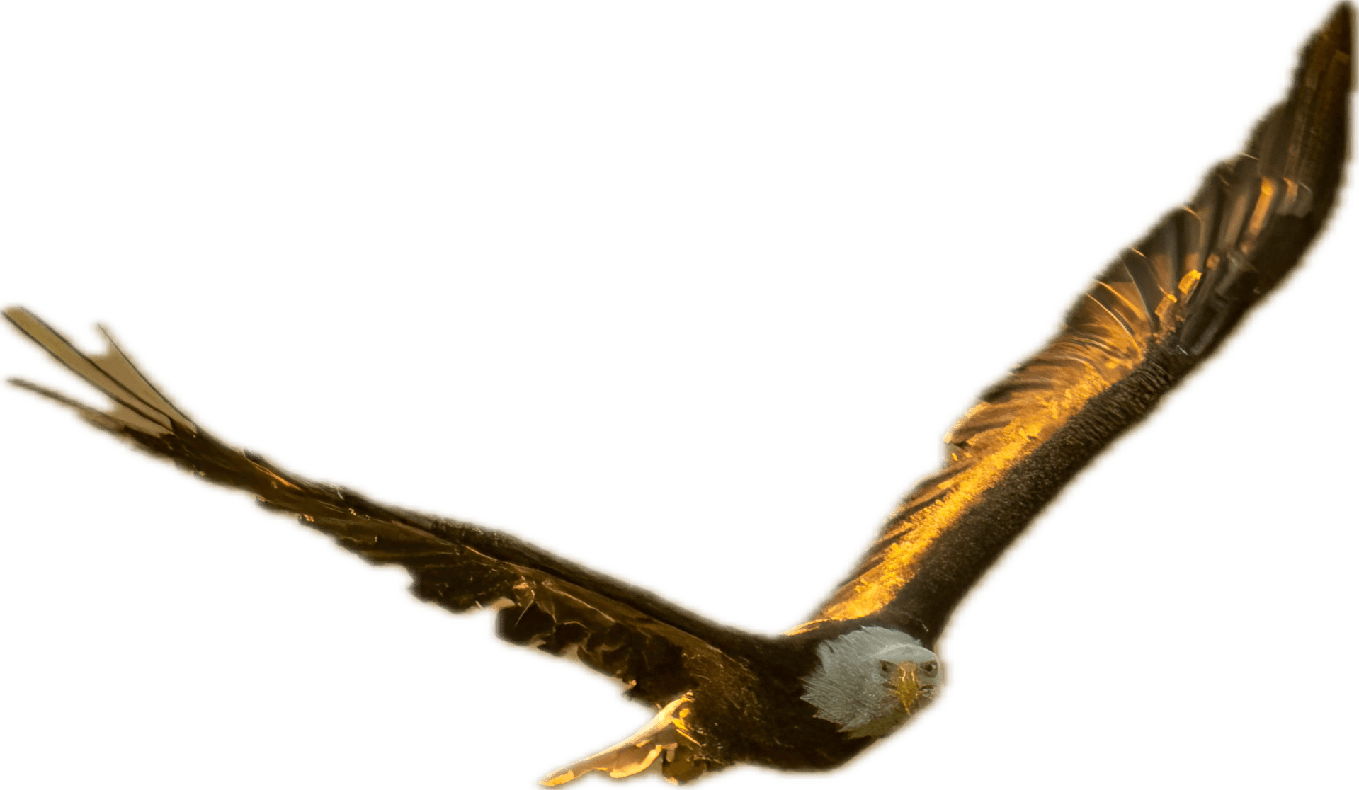 WING 