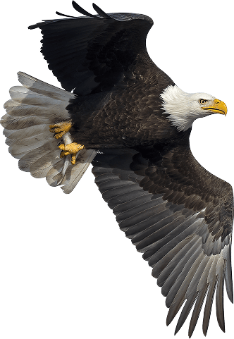 Flying Eagle
